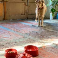 Bol cerámico para mascotas Le Creuset