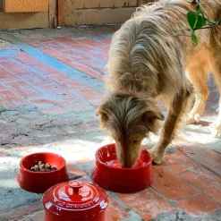 Bol cerámico para mascotas Le Creuset