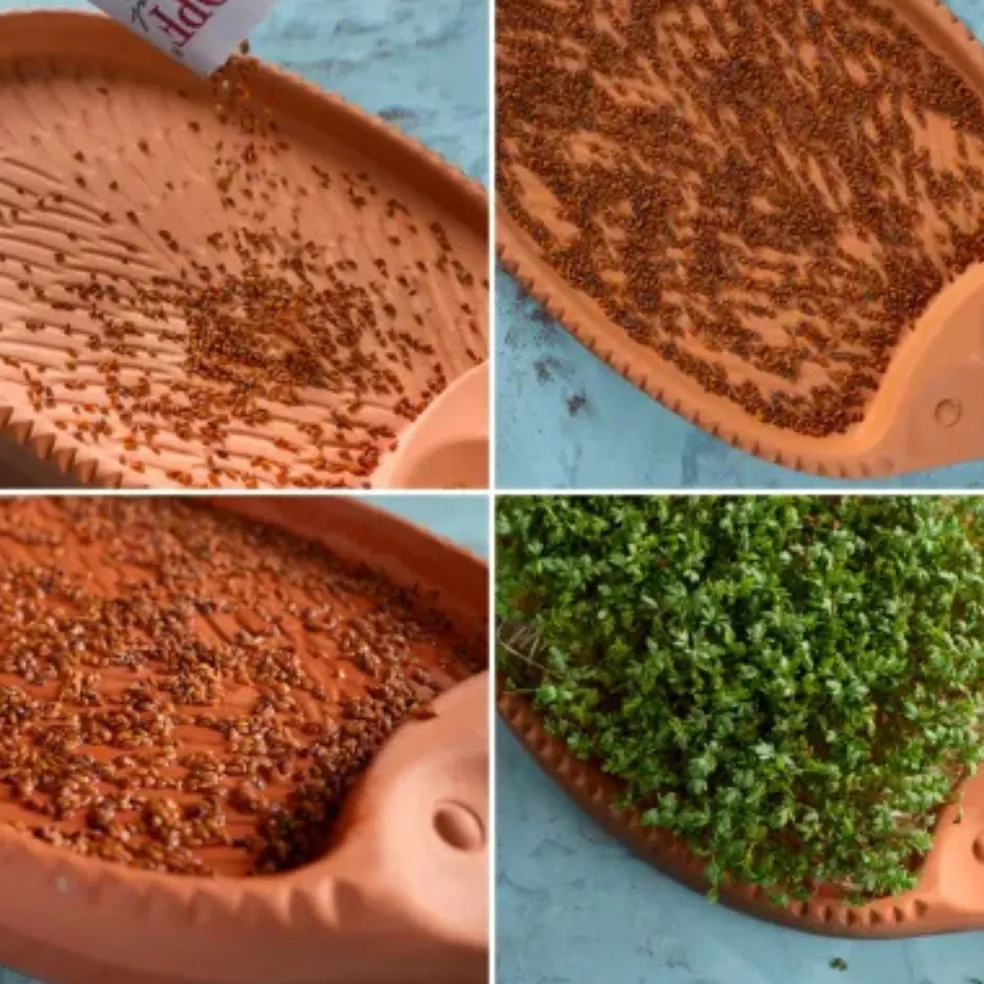 Germinador para semillas de terracota Römertopf